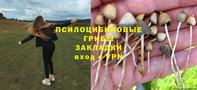 купить   Добрянка  Галлюциногенные грибы Psilocybine cubensis 